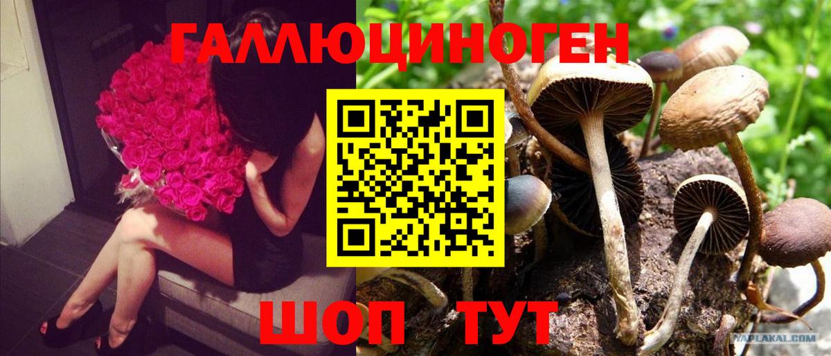 Чапаевск  Галлюциногенные грибы Cubensis  Галлюциногенные грибы Cubensis  Вход с VPN 
